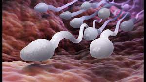 Male Infertility: Here's how to make your sperm stronger, faster and more fertile