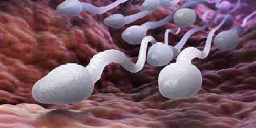 Here’re best tips to follow to make sperm more grounded for pregnancy
