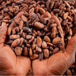 COCOBOD Expresses Worry About New EU Rules